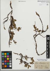 Foto von Salix kitaibeliana Willd.